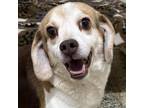 Adopt Kenickie a Beagle