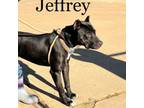 Adopt Jeffrey a Pit Bull Terrier
