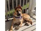 Adopt Buster a German Shepherd Dog, Cattle Dog