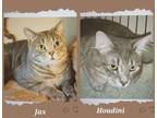 Adopt Jax & Houdini a Domestic Short Hair