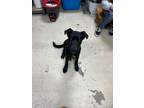 Adopt Rory a Black Labrador Retriever