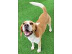 Adopt Sparky a Beagle