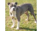 Adopt Buck a Pit Bull Terrier