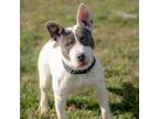 Adopt Michael Angelo a Bull Terrier