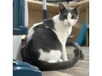 Adopt Jimmy a Domestic Short Hair