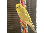 Adopt Pahpay a Parakeet (Other)