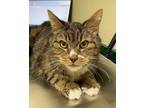 Adopt Jagger - FeLv + NEEDS A HOME a Maine Coon, Tabby