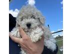 Puli Puppy for sale in Lewis, CO, USA