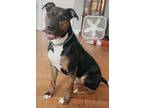 Adopt Telly a Pit Bull Terrier, Terrier