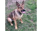 Adopt Sensei a German Shepherd Dog