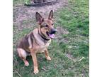 Adopt Sensei a German Shepherd Dog