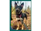 Adopt Liam a Australian Kelpie