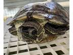 Adopt Arnold a Yellow-Bellied Slider