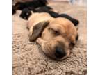Dachshund Puppy for sale in Templeton, CA, USA