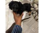 Dachshund Puppy for sale in Tampa, FL, USA