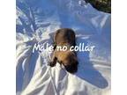 No Collar