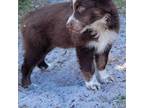 Australian Shepherd Puppy for sale in Jupiter, FL, USA