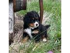 Bernese Mountain Dog Puppy for sale in Nashville, IL, USA