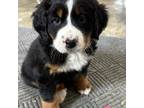 Bernese Mountain Dog Puppy for sale in Nashville, IL, USA