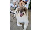 Adopt My Cousin Vinnie a White - with Black Great Pyrenees / Mixed dog in