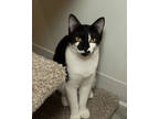 Adopt Marilyn a All Black Domestic Shorthair / Domestic Shorthair / Mixed cat in