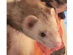 Adopt Bandit a Sable Ferret small animal in Phoenix, AZ (38335174)