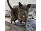 Adopt Chuckie Finster a Gray or Blue Domestic Shorthair / Mixed cat in East