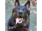 Adopt Joe a Black German Shepherd Dog / Mixed dog in Hopkinton, MA (38559055)