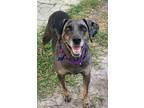Adopt Misty a Black - with Gray or Silver Catahoula Leopard Dog / Mixed Breed
