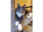 Adopt Baxter a Gray, Blue or Silver Tabby Domestic Shorthair (short coat) cat in