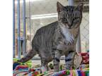 Adopt Angelica Pickles a Brown or Chocolate Domestic Shorthair / Mixed cat in
