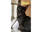 Adopt Hope a Black (Mostly) Domestic Shorthair / Mixed (short coat) cat in