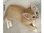 Adopt Pitbull a Orange or Red Tabby Domestic Shorthair (short coat) cat in