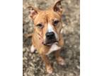Adopt Zoe a American Pit Bull Terrier / Mixed dog in Walden, NY (38354149)
