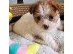 Shorkie Tzu Puppy for sale in Converse, TX, USA