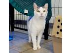 Adopt Augusta a Calico or Dilute Calico Domestic Shorthair / Mixed cat in East