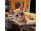 Adopt Cindy a Orange or Red Tabby Domestic Shorthair (short coat) cat in Colmar