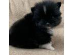 Pomeranian Puppy for sale in Tiskilwa, IL, USA