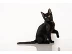 Adopt Salem a Domestic Shorthair / Mixed (short coat) cat in Madison