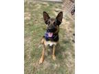 Adopt Kumar a Black - with Tan, Yellow or Fawn German Shepherd Dog dog in