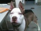 Adopt CHIPPER a Brown/Chocolate - with White American Pit Bull Terrier / Husky /