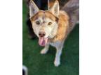 Adopt SAVANNAH a Brown/Chocolate - with White Husky / Mixed dog in Chula Vista