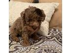 Poodle (Toy) Puppy for sale in Abbeville, LA, USA