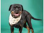 Adopt OPHELIA a Black - with Tan, Yellow or Fawn Rottweiler / Mixed dog in Los