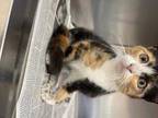 Adopt ANGIE a Calico or Dilute Calico Domestic Shorthair / Mixed (short coat)