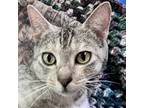Adopt Kaiapoi a Gray or Blue Domestic Shorthair / Domestic Shorthair / Mixed cat