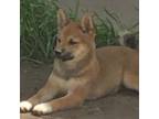 Shiba Inu Puppy for sale in Gastonia, NC, USA