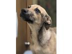Adopt Tommy a Tan/Yellow/Fawn Retriever (Unknown Type) / Mixed dog in Flagstaff