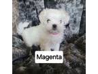 Maltese Puppy for sale in Allentown, PA, USA