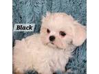 Maltese Puppy for sale in Allentown, PA, USA